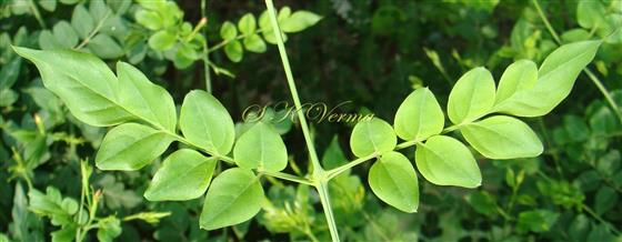   Leaves-Upper leaflets pair confluent with terminal leaflet